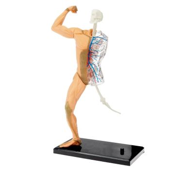 Научный опыт «Человеческое тело» - увлекательное изучение анатомии для детей, изображение 3 Научный опыт «Человеческое тело» - увлекательное изучение анатомии для детей, изображение 3