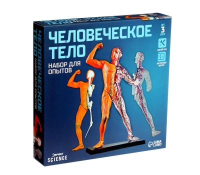 Научный опыт «Человеческое тело» - увлекательное изучение анатомии для детей, изображение 2 Научный опыт «Человеческое тело» - увлекательное изучение анатомии для детей, изображение 2