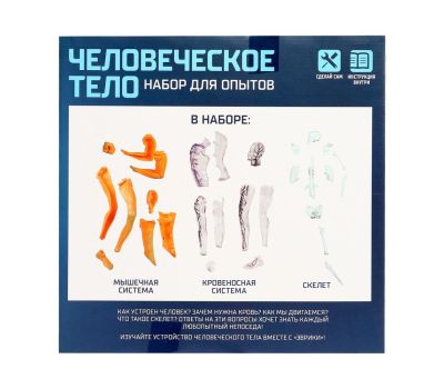 Научный опыт «Человеческое тело» - увлекательное изучение анатомии для детей, изображение 6 Научный опыт «Человеческое тело» - увлекательное изучение анатомии для детей, изображение 6