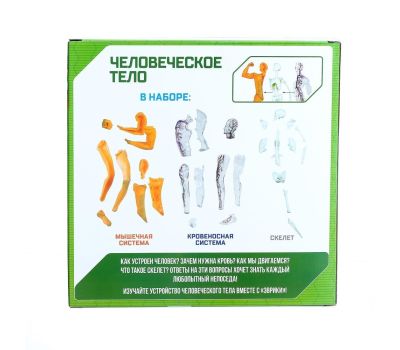 Научный опыт «Человеческое тело» - увлекательное изучение анатомии для детей, изображение 7 Научный опыт «Человеческое тело» - увлекательное изучение анатомии для детей, изображение 7