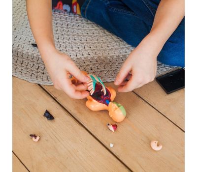 Набор для опытов «Анатомия человека» - увлекательное изучение анатомии для детей, изображение 10