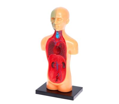 Набор для опытов «Анатомия человека» - увлекательное изучение анатомии для детей, изображение 7