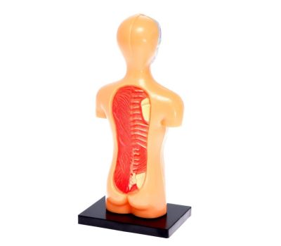 Набор для опытов «Анатомия человека» - увлекательное изучение анатомии для детей, изображение 8