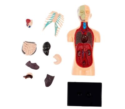 Набор для опытов «Анатомия человека» - увлекательное изучение анатомии для детей, изображение 5