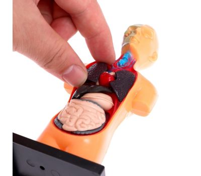 Набор для опытов «Анатомия человека» - увлекательное изучение анатомии для детей, изображение 4