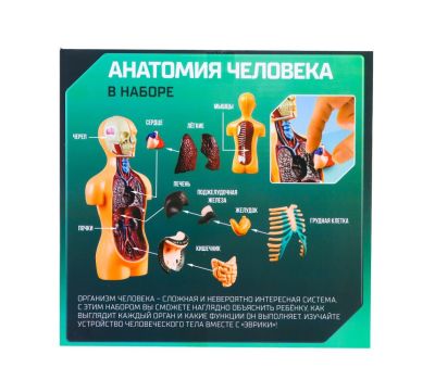 Набор для опытов «Анатомия человека» - увлекательное изучение анатомии для детей, изображение 2