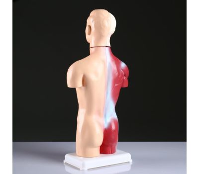 Реалистичный макет торса человека: идеальный инструмент для обучения и практики., изображение 4