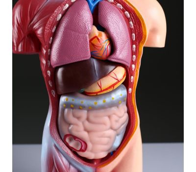 Реалистичный макет торса человека: идеальный инструмент для обучения и практики., изображение 5