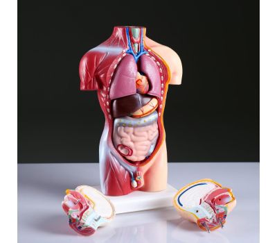 Реалистичный макет торса человека: идеальный инструмент для обучения и практики., изображение 6