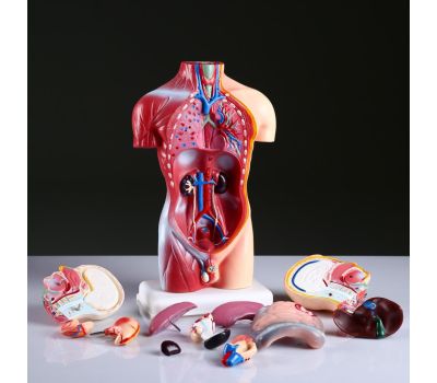 Реалистичный макет торса человека: идеальный инструмент для обучения и практики., изображение 7