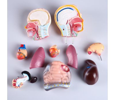 Реалистичный макет торса человека: идеальный инструмент для обучения и практики., изображение 3