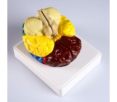 Макет "Мозг человека" 16x15 см: идеальное образовательное пособие для изучения анатомии, изображение 3