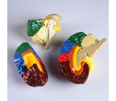 Макет "Мозг человека" 16x15 см: идеальное образовательное пособие для изучения анатомии, изображение 4