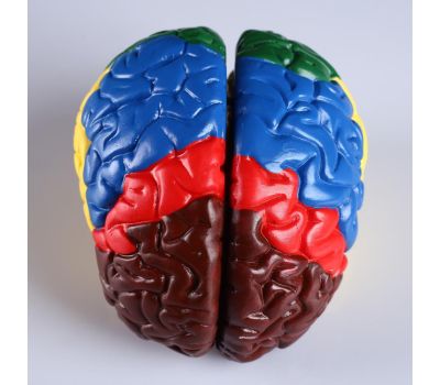 Макет "Мозг человека" 16x15 см: идеальное образовательное пособие для изучения анатомии, изображение 2