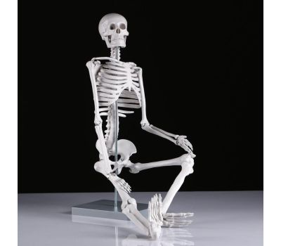 Макет "Скелет человека": исследуйте анатомию с увлечением!, изображение 4 Макет "Скелет человека": исследуйте анатомию с увлечением!, изображение 4