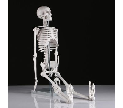 Макет "Скелет человека": исследуйте анатомию с увлечением!, изображение 3 Макет "Скелет человека": исследуйте анатомию с увлечением!, изображение 3