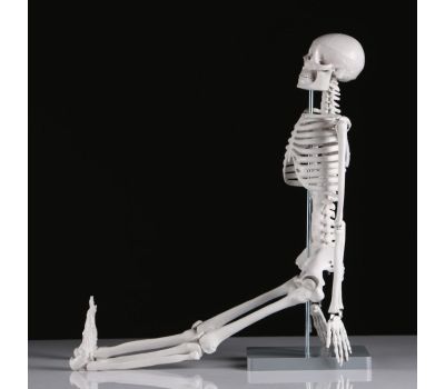 Макет "Скелет человека": исследуйте анатомию с увлечением!, изображение 6 Макет "Скелет человека": исследуйте анатомию с увлечением!, изображение 6