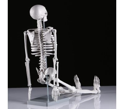 Макет "Скелет человека": исследуйте анатомию с увлечением!, изображение 5 Макет "Скелет человека": исследуйте анатомию с увлечением!, изображение 5