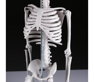 Макет "Скелет человека": исследуйте анатомию с увлечением!, изображение 2 Макет "Скелет человека": исследуйте анатомию с увлечением!, изображение 2