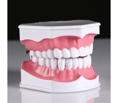 Макет "Челюсти человека": увлекательное погружение в мир анатомии зубов!, изображение 5