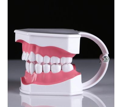 Макет "Челюсти человека": увлекательное погружение в мир анатомии зубов!, изображение 6