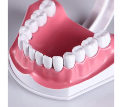 Макет "Челюсти человека": увлекательное погружение в мир анатомии зубов!, изображение 8