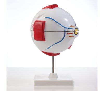 Макет «Глаз человека»: точное изучение анатомии глаза!, изображение 4 Макет «Глаз человека»: точное изучение анатомии глаза!, изображение 4