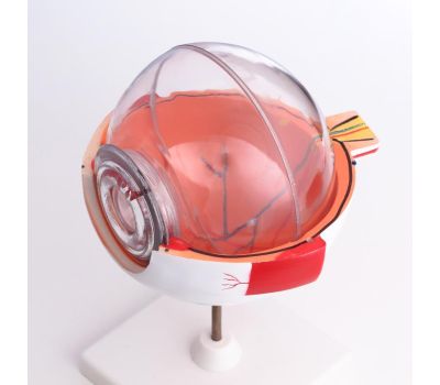 Макет «Глаз человека»: точное изучение анатомии глаза!, изображение 5 Макет «Глаз человека»: точное изучение анатомии глаза!, изображение 5