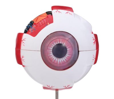 Макет «Глаз человека»: точное изучение анатомии глаза!, изображение 3 Макет «Глаз человека»: точное изучение анатомии глаза!, изображение 3