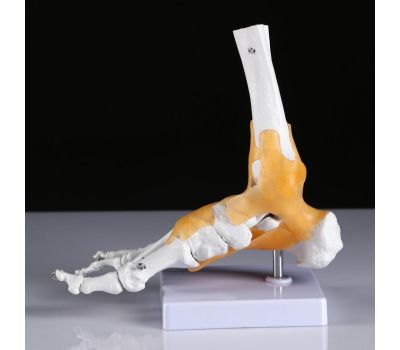 Макет «Голеностопный сустав человека» 21x20 см – Высококачественная анатомическая модель, изображение 3