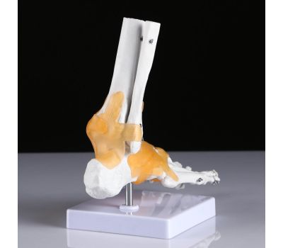 Макет «Голеностопный сустав человека» 21x20 см – Высококачественная анатомическая модель, изображение 4