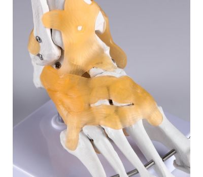 Макет «Голеностопный сустав человека» 21x20 см – Высококачественная анатомическая модель, изображение 2