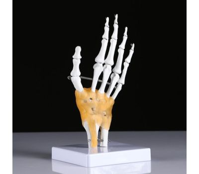 Макет "Кистевой сустав человека": точное изучение анатомии кисти!, изображение 3
