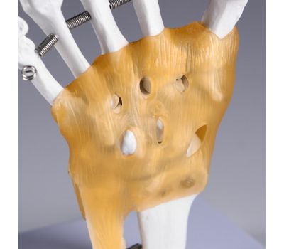 Макет "Кистевой сустав человека": точное изучение анатомии кисти!, изображение 2