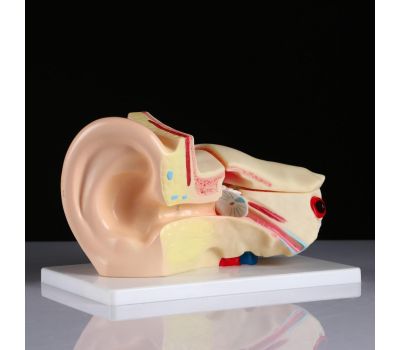 Макет уха человека: идеальное учебное пособие для медицинских студентов., изображение 4