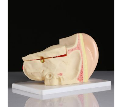 Макет уха человека: идеальное учебное пособие для медицинских студентов., изображение 2