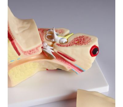 Макет уха человека: идеальное учебное пособие для медицинских студентов., изображение 5