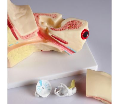 Макет уха человека: идеальное учебное пособие для медицинских студентов., изображение 3