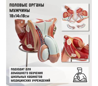 Анатомическая модель половых органов мужчины 18x14x18 см