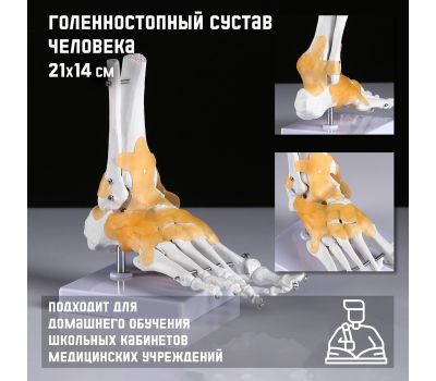 Макет «Голеностопный сустав человека» 21x20 см – Высококачественная анатомическая модель