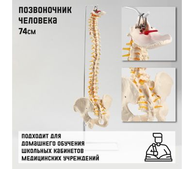 Макет "Позвоночник человека": погрузитесь в удивительный мир анатомии!