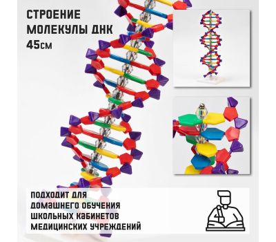 Анатомическая модель человеческого тела: изучайте анатомию с удовольствием