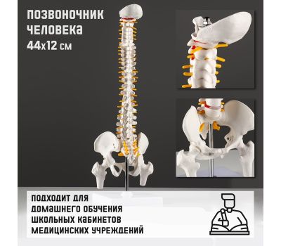 Макет «Позвоночник человека» 44x12см – реалистичное и детальное учебное пособие для анатомии