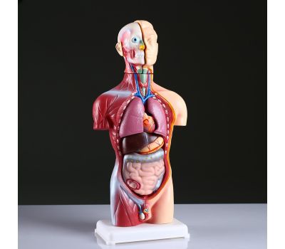 Реалистичный макет торса человека: идеальный инструмент для обучения и практики., изображение 2