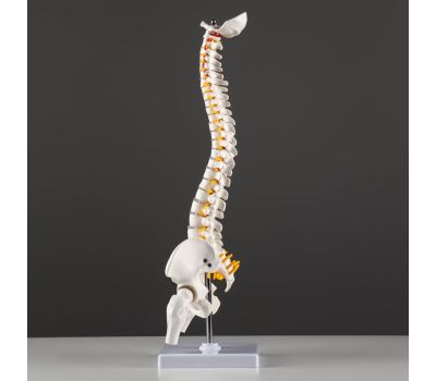 Макет «Позвоночник человека» 44x12см – реалистичное и детальное учебное пособие для анатомии, изображение 7