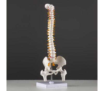 Макет «Позвоночник человека» 44x12см – реалистичное и детальное учебное пособие для анатомии, изображение 2