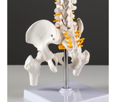 Макет «Позвоночник человека» 44x12см – реалистичное и детальное учебное пособие для анатомии, изображение 3