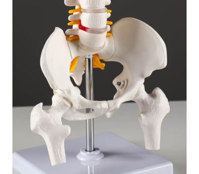 Макет «Позвоночник человека» 44x12см – реалистичное и детальное учебное пособие для анатомии, изображение 4
