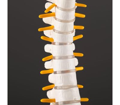 Макет «Позвоночник человека» 44x12см – реалистичное и детальное учебное пособие для анатомии, изображение 6