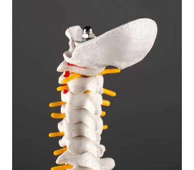Макет «Позвоночник человека» 44x12см – реалистичное и детальное учебное пособие для анатомии, изображение 5